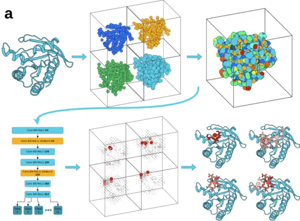 BiteNetI pipeline: a protein structure voxelized by ion type, passed through a 3D CNN, producing per-voxel ion-binding predictions mapped back onto the structure.