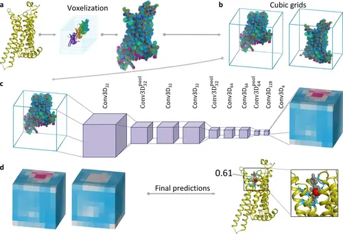 From structure to prediction: a protein conformation voxelized onto a 3D grid, passed through a 3D CNN that outputs per-voxel binding-site scores.